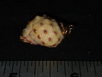 Gold: Sea Shell With Edges Dipped In Gold !   Fun!