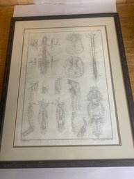 PICTURE 1750 EARLY ANATOMY