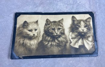 Antique Photograph Of Three Cats